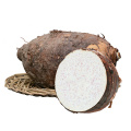 SELECTED HIGH QUALITY FRESH TARO SUPREME GRADE